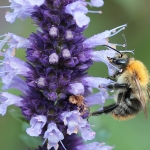 Macro