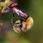 Macro