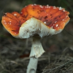 Macro