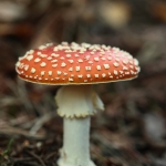 Macro