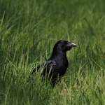 Crow Spy