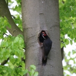 Woodpecker brings food