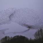 Starlings create a bird