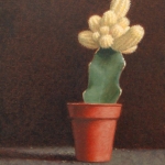 Hibotan cactus