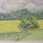 koolzaadveld