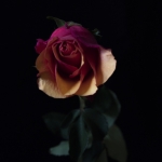 Tweekleurige roos