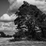 Hoge Veluwe 04