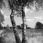 Houtdorperveld 01