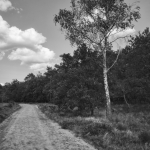 Ermelose heide
