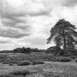 Hoge Veluwe 06