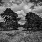 Hoge Veluwe 08