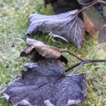 Bevroren blad