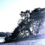 Bomen Korte Duinen
