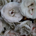 Witte rozen Villa Augustus