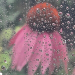 Echinacea in de regen