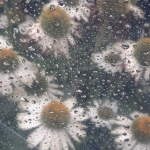Witte Echinacea in de regen