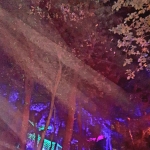 Into the Wood