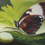vlinder nr 2