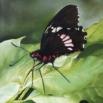 vlinder nr 1