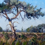 Den Kalmthoutse heide