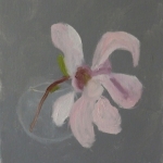 studie magnolia 1