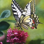 Papilio machaon butterfly
