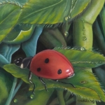 Ladybird