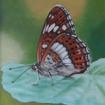 Melitaea athalia