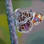 Araschnia levana butterfly