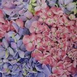 Hortensia van Theresa