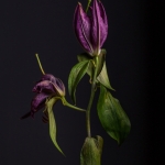 Stilleven enkele bloem