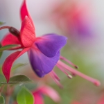 Fuchsia