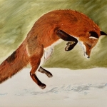 Red fox in snow