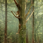 Eenzame hoogte