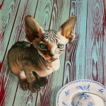 Naaktkat