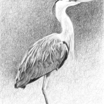 Reiger