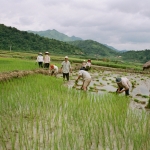 Điện Biên Phủ: Het planten van de rijst