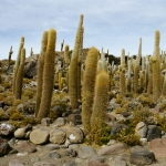 Uyuni: Cactus eiland