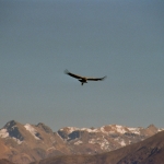 Colca Canyon: Condor