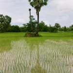 Khong eiland: Rijstveld