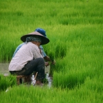 Luang Prabang: Het oogsten van rijst