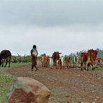 Axum: Met de kudde op stap