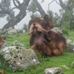 Simien mountains: Gelado bavianen