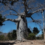 Ankarana N.P.: Baobab