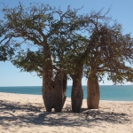 Ifaty: Baobab op het strand