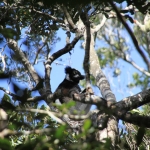 N.P. Andasibe Mantadia: Indri (Indri indri)
