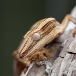 Peyrieras Reserve: Gestreepte bladstaartgekko (Uroplatus lineatus)