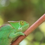 Peyrieras Reserve: Reuzenkameleon (Furcifer oustaleti)