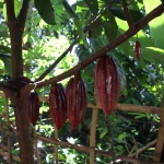Lombok: Cacao (Theobroma cacao)
