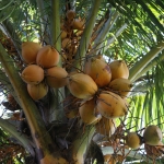 Lombok: Kokosnoot